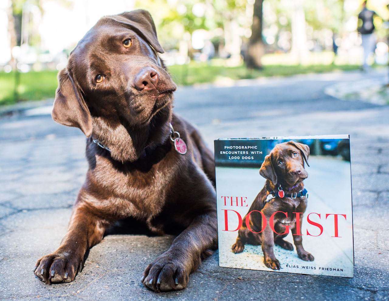 The Dogist