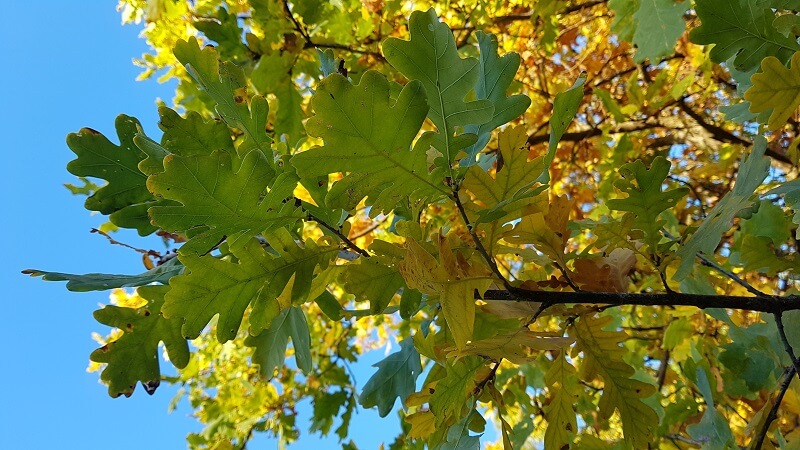 oak tree leaves