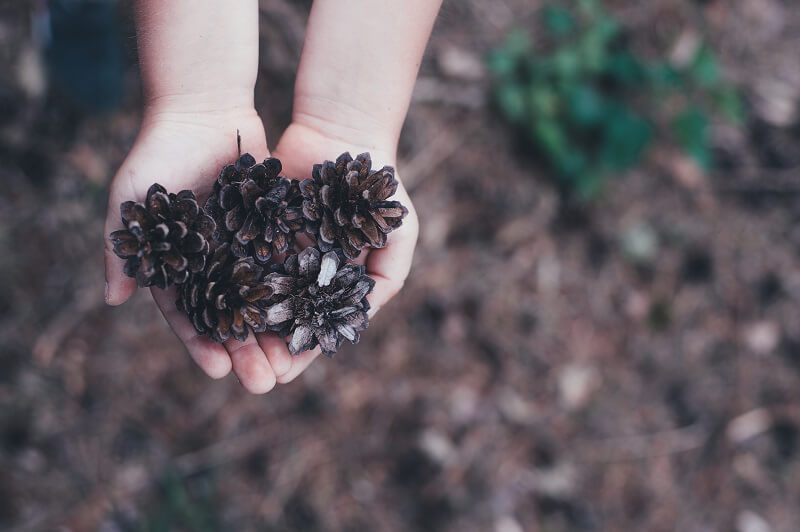 Pine cones